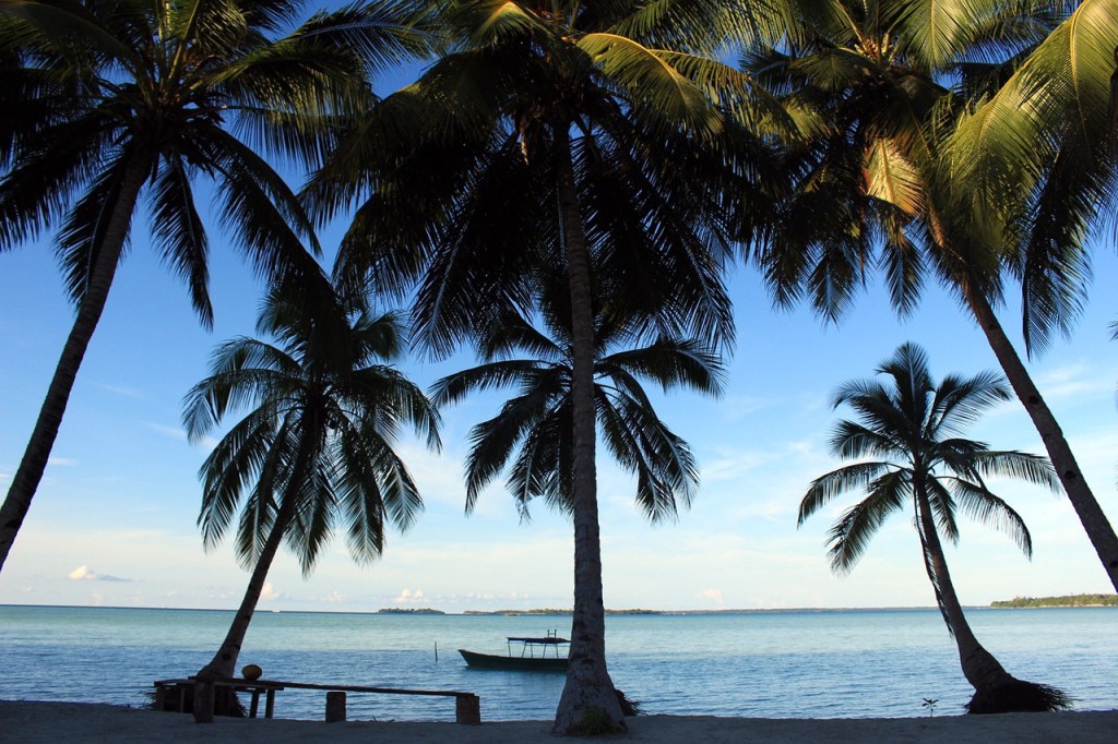 Palm trees and beach